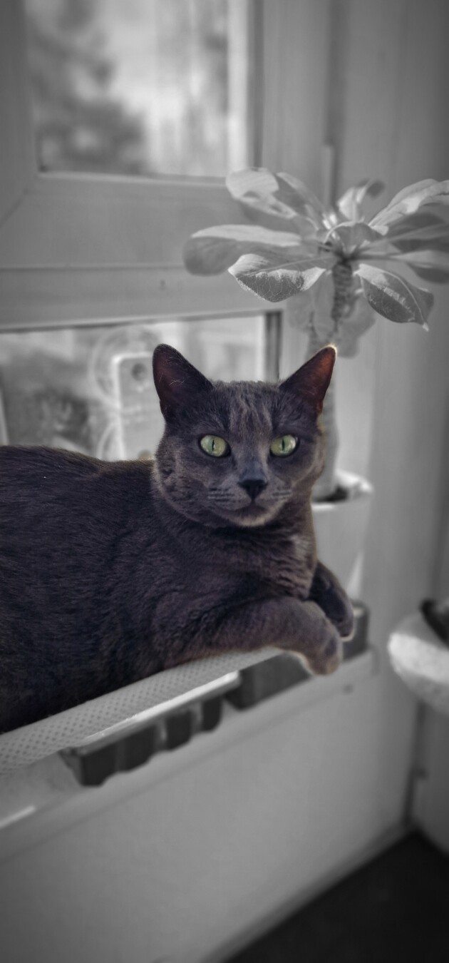 Koko 🐈 💕 #cats #meow #kitty #kitten #kittens #catlover #catlife #catlove #catlovers #catsoftheworld #catoftheday #cutecats #cats_of_world #fluffycat #furryfriends #ilovecats #catscorner #catpics #catphoto #catsofmasto #catsofmastodon #purrfect #KokoAndRose